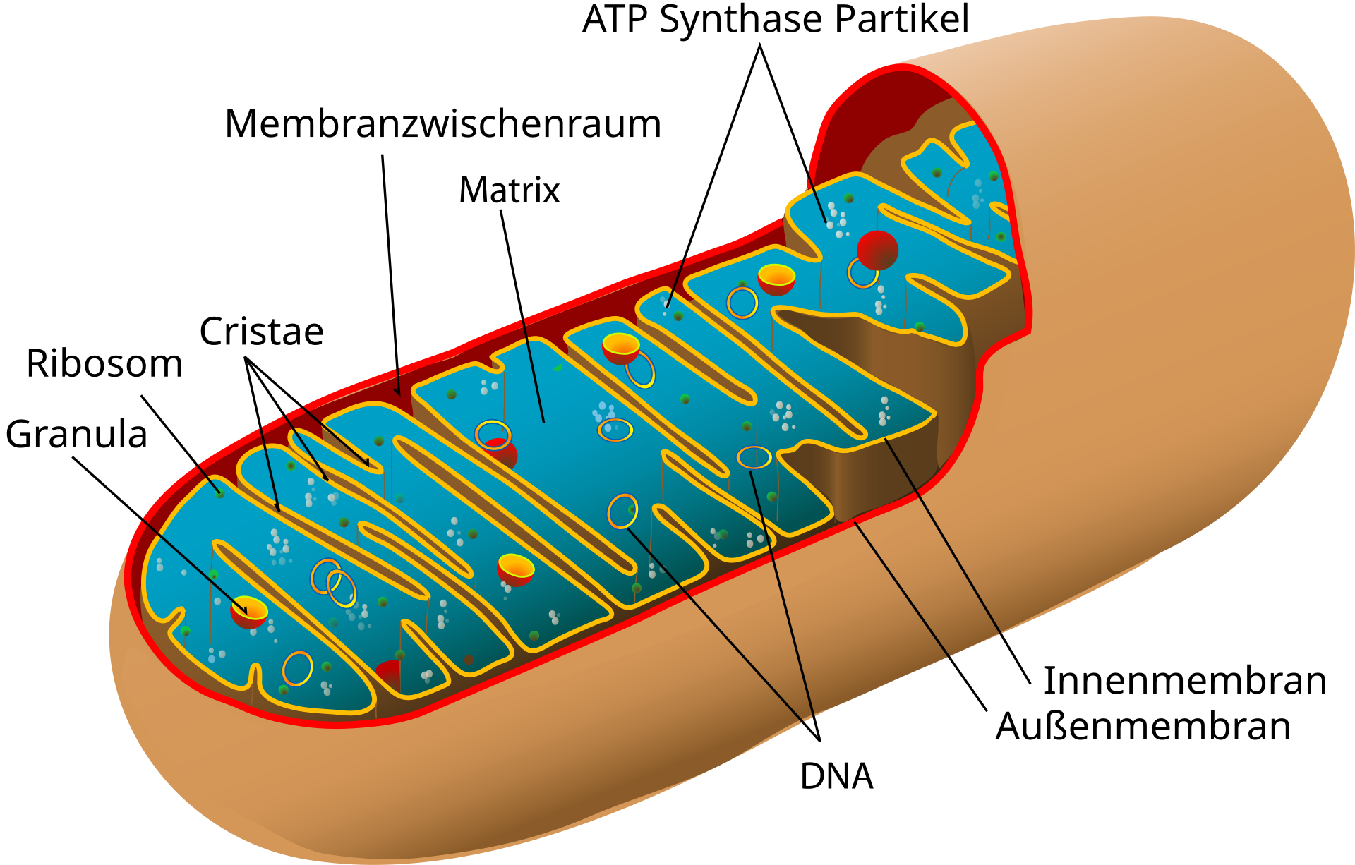 Schaubild: Aufbau eines Mitochondriums mit Außen- und Innenmembran, Cristae, Matrix, DNA und ATP-Synthase