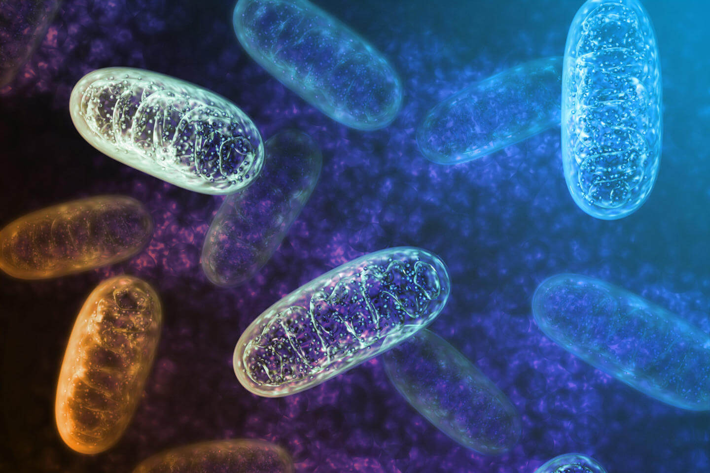 Mitochondrien – Die Kraftwerke im menschlichen Körper