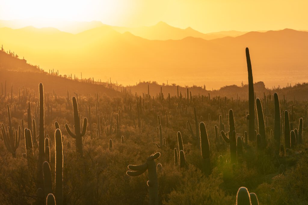 Ironman Arizona